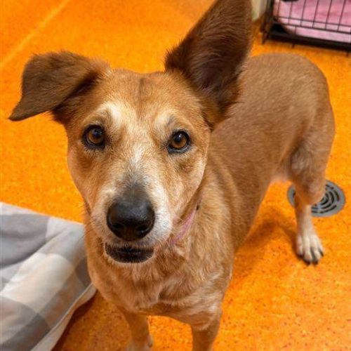 Aurora - Australian Cattle Dog