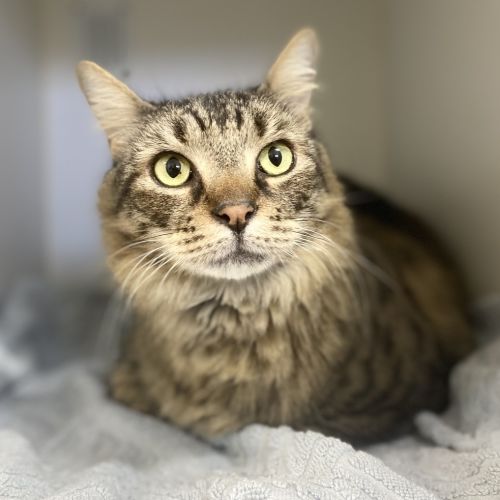 Theo - Domestic Medium Hair Cat