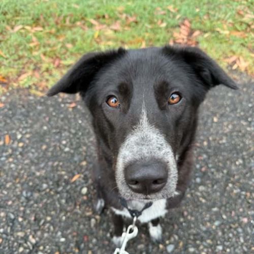 Tonks - Maremma Sheepdog x Australian Cattle Dog