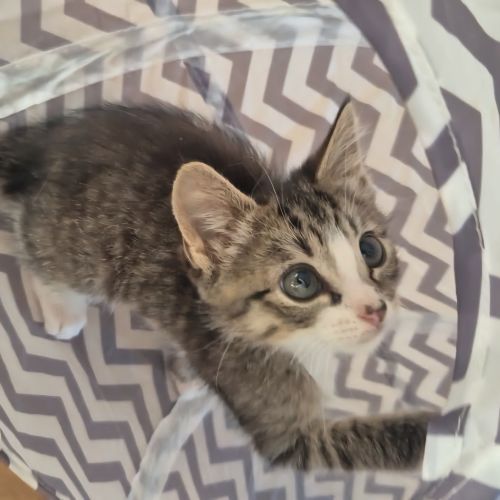 Boss - Domestic Short Hair (DSH) Cat