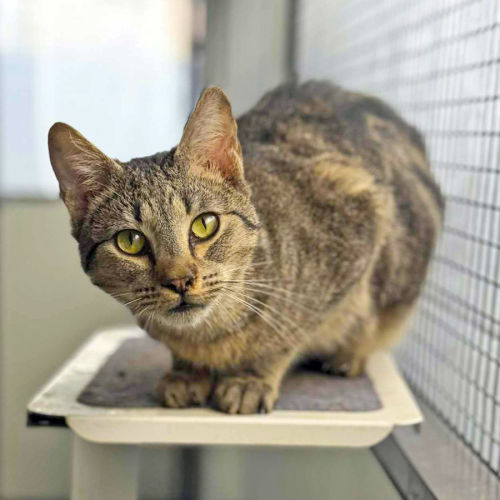 Tater - Domestic Short Hair (DSH) Cat