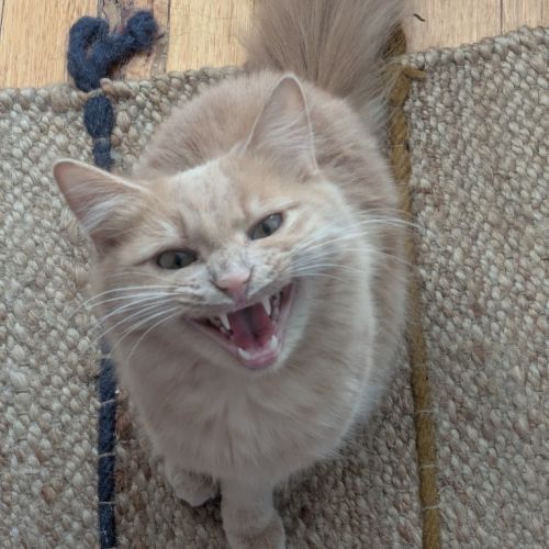 Possum Moo - Domestic Medium Hair (DMH) Cat