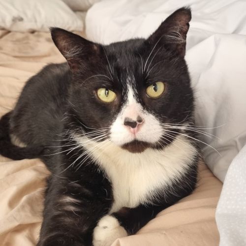 Sox - Domestic Short Hair (DSH) Cat