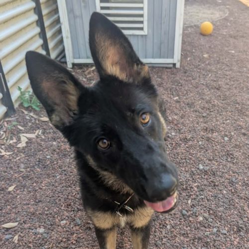 Cassie - German Shepherd Dog