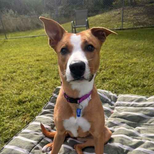 Billie - Staffordshire Bull Terrier Dog