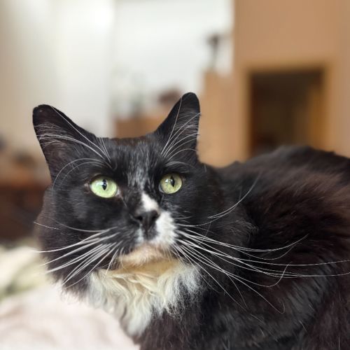 Arlo ❤️ - Domestic Medium Hair (DMH) Cat