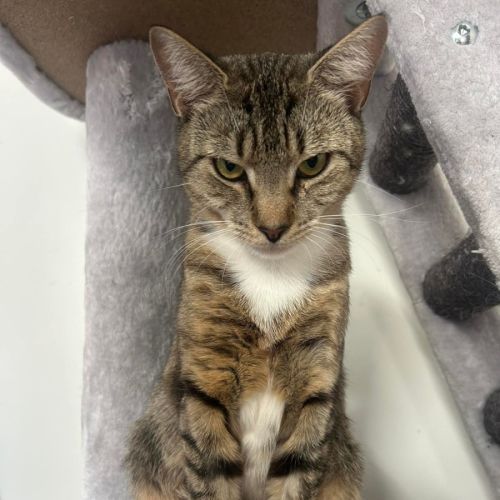 Mumma Madonna  - Domestic Short Hair (DSH) Cat