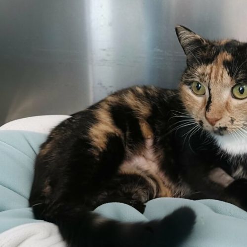 Trix - Domestic Short Hair Cat