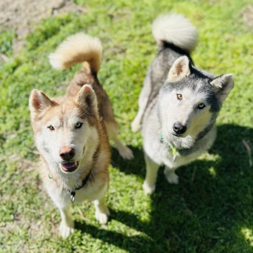 Wolverine & Koda - Siberian Husky Dog