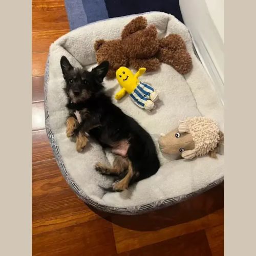 Buddy - Australian Terrier Dog