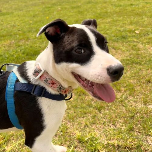 Brontie - Mixed breed Dog