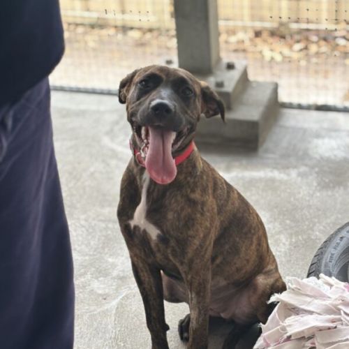 Ottawa - American Staffordshire Terrier Dog