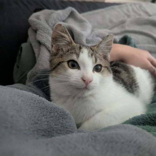 Sebestian - Domestic Short Hair (DSH) Cat