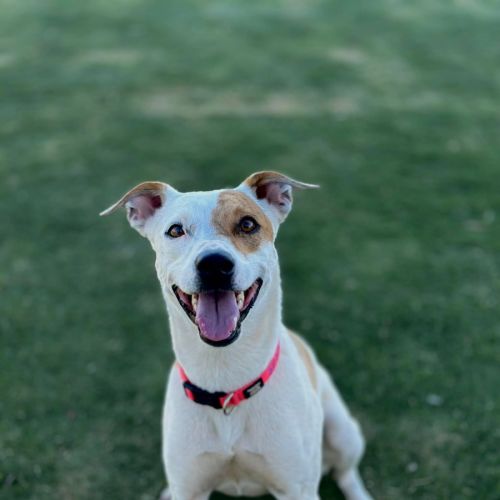 Narla  - Whippet x Jack Russell Terrier Dog