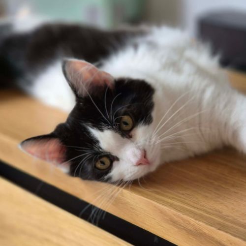 Piper - Domestic Short Hair (DSH) Cat