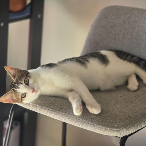 Meowcolm ** 2nd Chance Cat Rescue ** - Domestic Short Hair (DSH) Cat