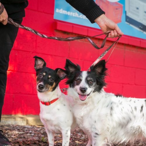 Pebbles and Piper - Chihuahua x Fox Terrier (Smooth) Dog