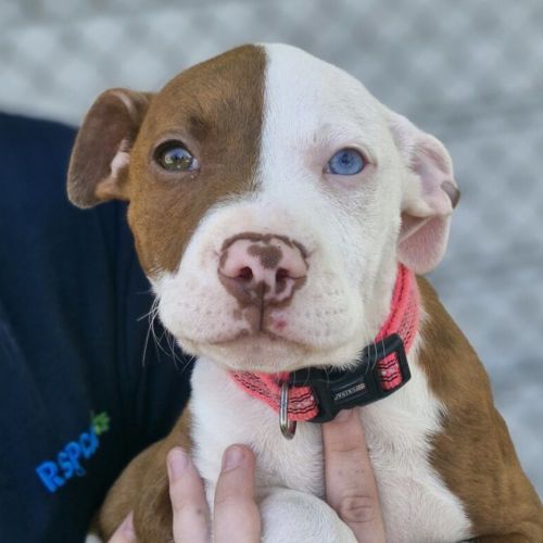 Frankie - American Bulldog