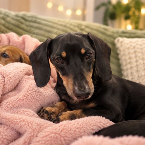 Henry - Dachshund (Miniature Smooth Haired) Dog