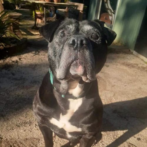 Manicotti - American Bulldog
