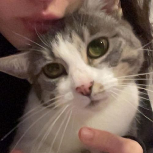 Belle - Domestic Short Hair (DSH) Cat
