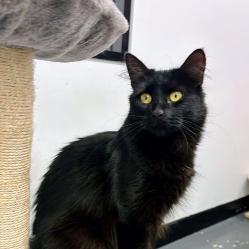 Pippy - Domestic Medium Hair (DMH) Cat