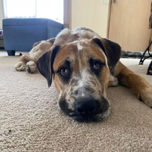 Pepperoni - Irish Wolfhound Dog