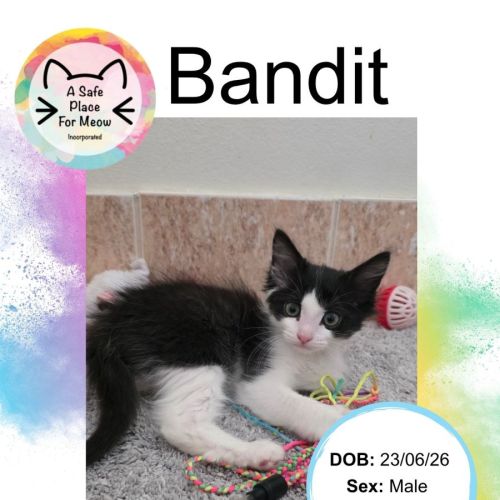 Bandit - Domestic Medium Hair (DMH) Cat