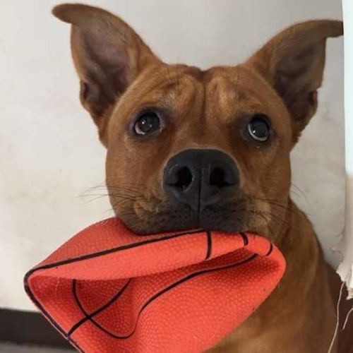 Red Dog - American Staffordshire Terrier Dog