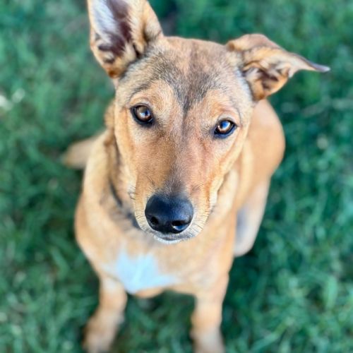 Aida - Australian Kelpie Dog
