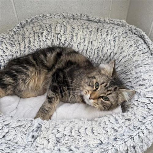 Teddy - Domestic Medium Hair (DMH) Cat