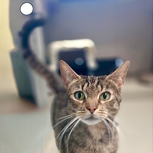 Binx  - Domestic Short Hair Cat