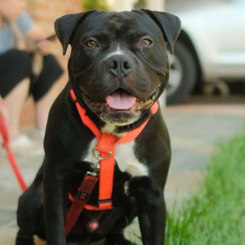 Maxie  - Staffordshire Bull Terrier Dog