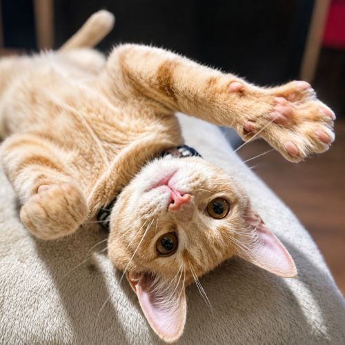 Nelson - Domestic Short Hair (DSH) Cat