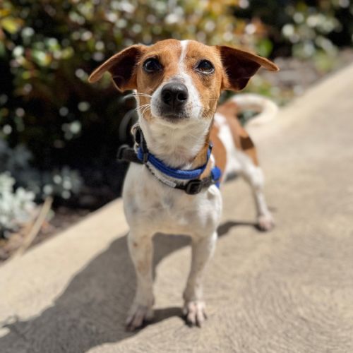 Tilly - Jack Russell Terrier Dog