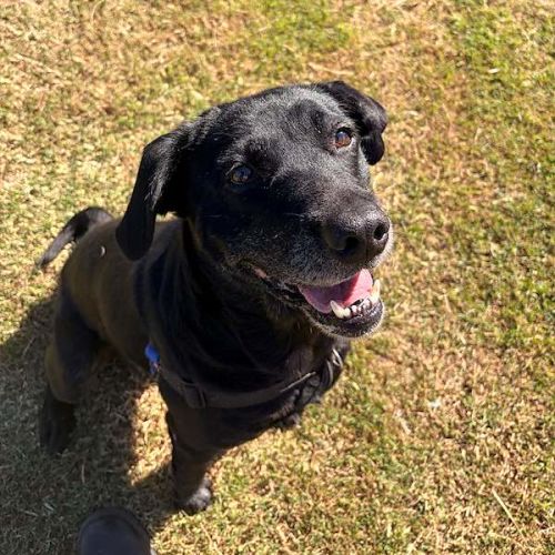 Mishkah - Labrador Retriever Dog