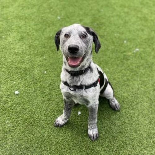 Daisy - Maremma Sheepdog x American Staffy Dog