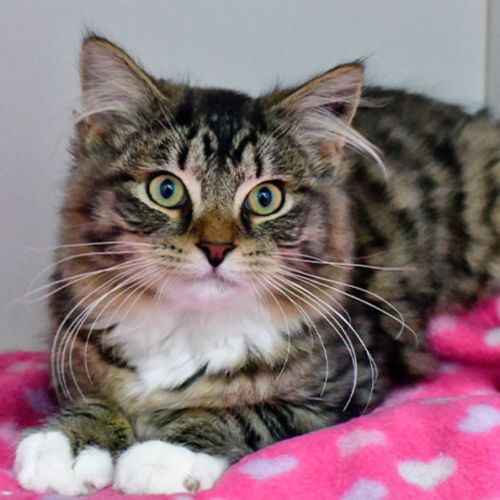 Joel - Domestic Medium Hair (DMH) Cat