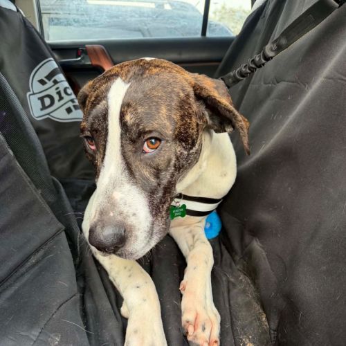 Scooby - Great Dane Dog