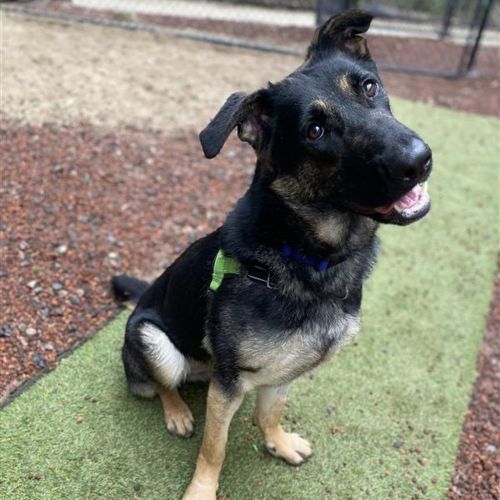 Twistie - German Shepherd x Kelpie Dog