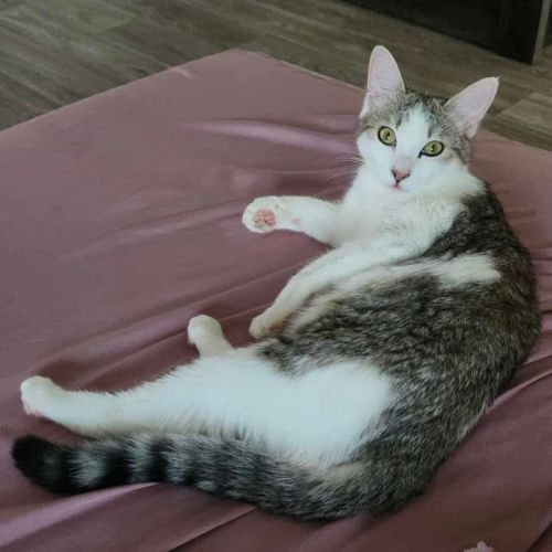 Fawn - Domestic Short Hair (DSH) Cat