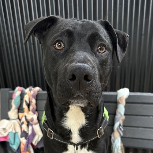Rosco - Staffordshire Bull Terrier Dog