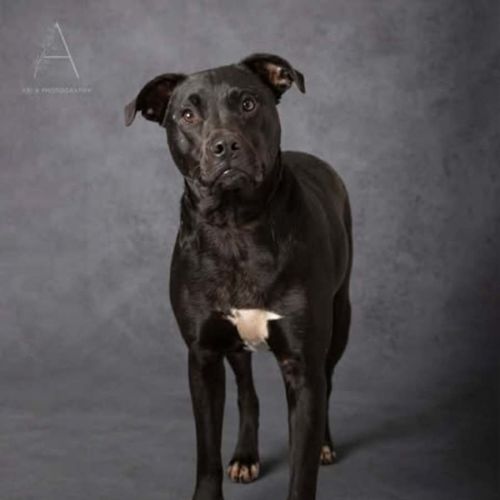 Zac  - Staffordshire Bull Terrier Dog