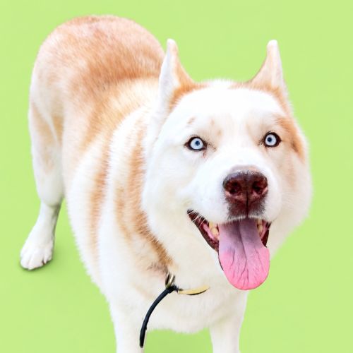 Skipper - Siberian Husky Dog