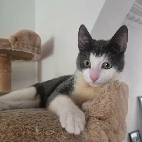 Dip - Domestic Short Hair (DSH) Cat