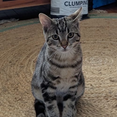 Lyla - Domestic Short Hair (DSH) Cat