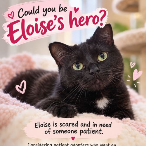 Eloise - Domestic Short Hair (DSH) Cat