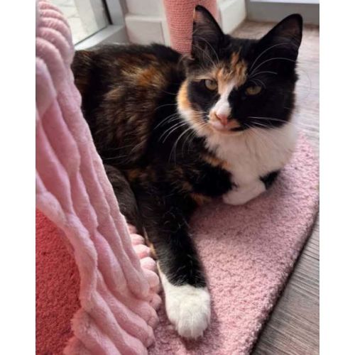 13802 - Kehlani - Domestic Short Hair (DSH) Cat