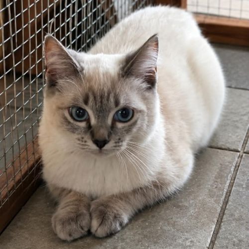 Tygra - Domestic Short Hair (DSH) Cat