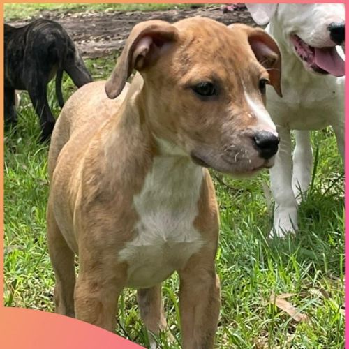 Savannah - Mixed breed Dog